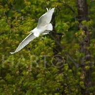 Capturing Wildlife & Sports Action