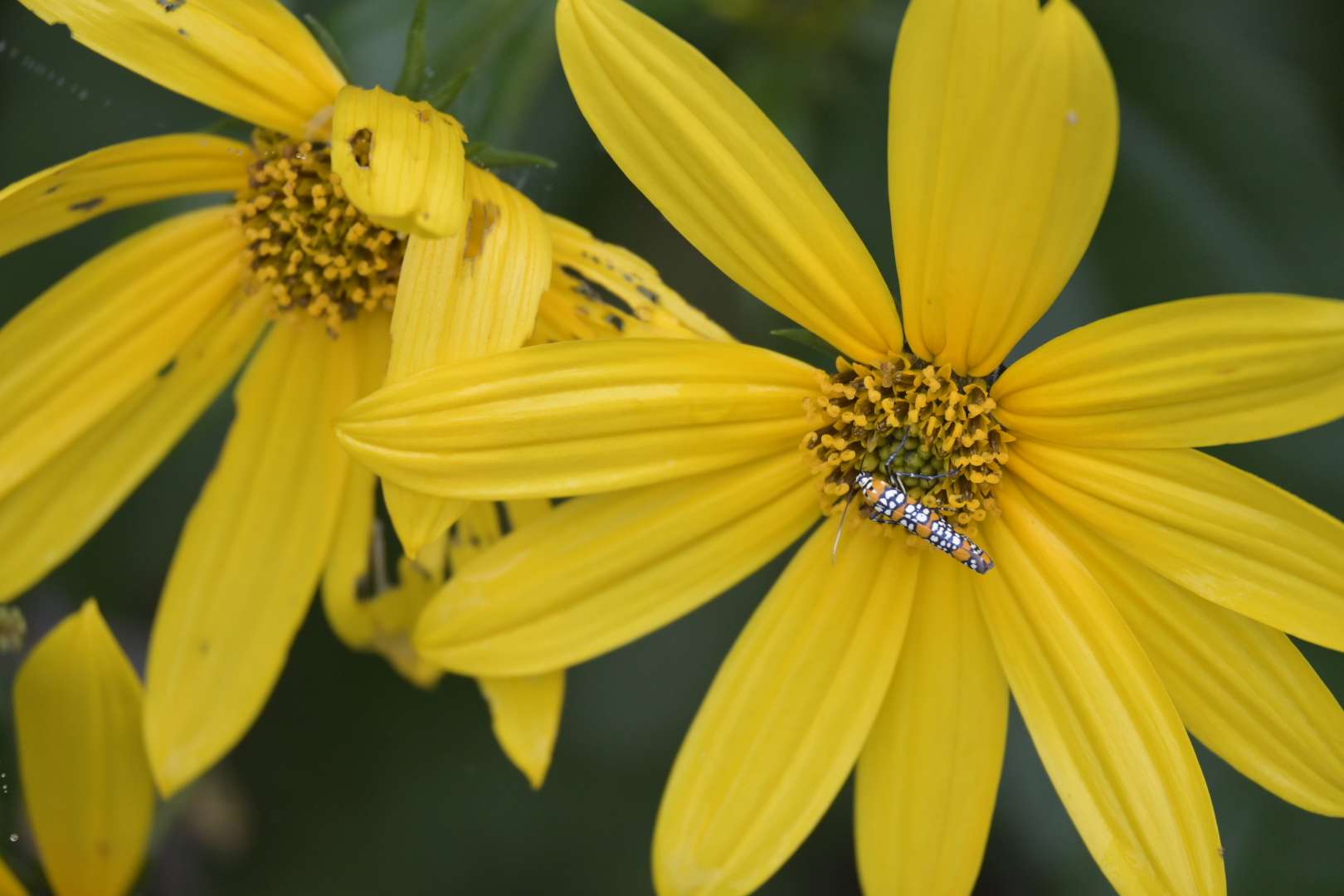 Photo Walks Hartong Digital Media Llc photo-walks-hartong-digital-media-llc